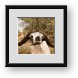 Buy Framed Print