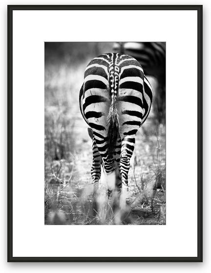 Zebra Butt Framed Fine Art Print