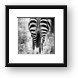 Zebra Butt Framed Print