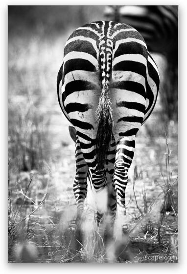 Zebra Butt Fine Art Metal Print