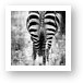 Zebra Butt Art Print