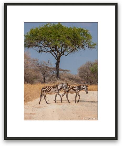 Zebras Framed Fine Art Print