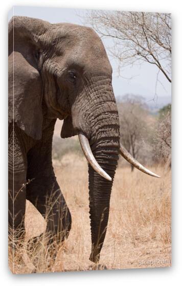 African Elephant Fine Art Canvas Print