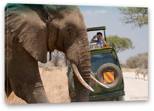 Why did the elephant cross the road? Fine Art Canvas Print
