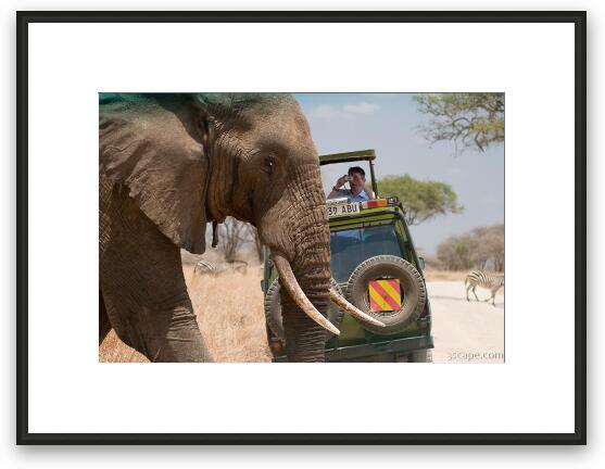 Why did the elephant cross the road? Framed Fine Art Print