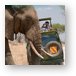 Why did the elephant cross the road? Metal Print
