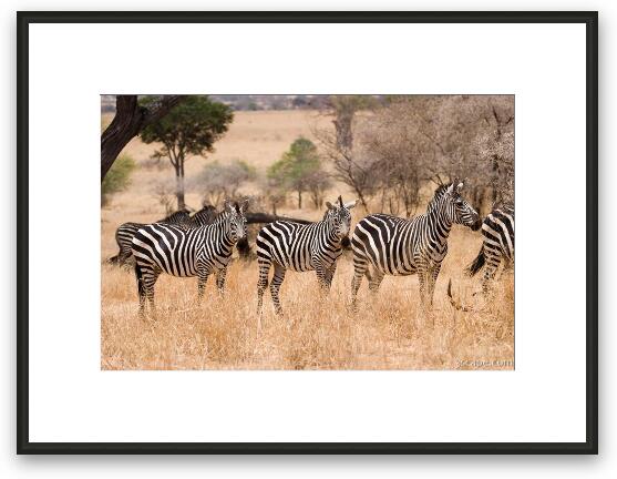 Group of zebras Framed Fine Art Print