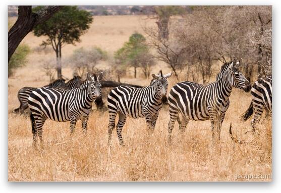 Group of zebras Fine Art Print
