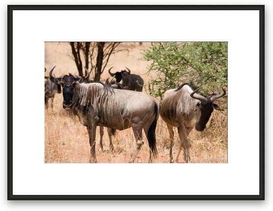 Wildebeests Framed Fine Art Print