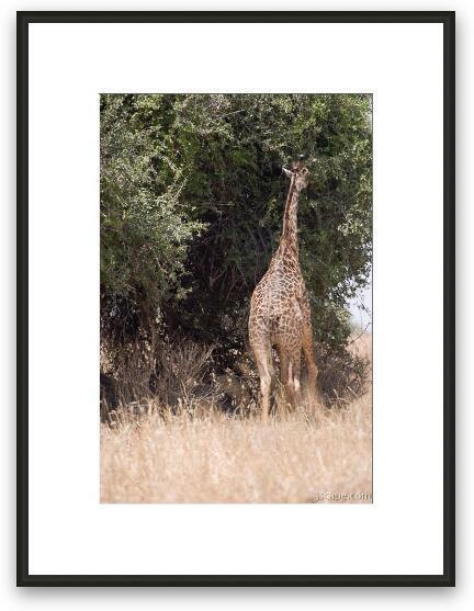 Giraffe munching on some leaves Framed Fine Art Print
