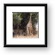 Giraffe munching on some leaves Framed Print