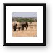 Elephants on parade Framed Print