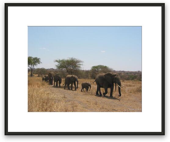 Elephants on parade Framed Fine Art Print
