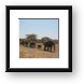 Elephants on parade Framed Print