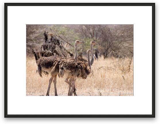 A few female ostriches Framed Fine Art Print