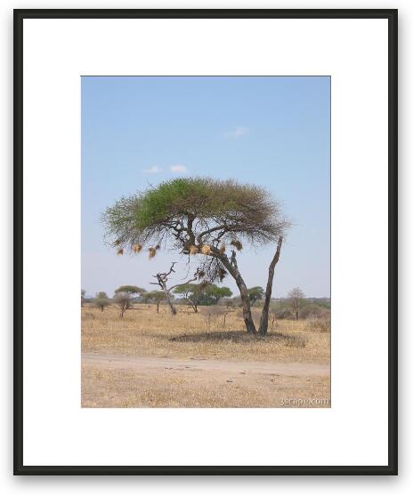 Bushy nests hanging from this tree Framed Fine Art Print