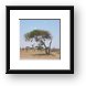 Bushy nests hanging from this tree Framed Print