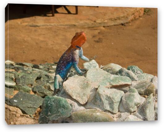 Colorful male Agama lizard perked up to look intimidating Fine Art Canvas Print