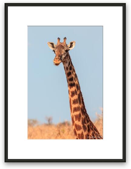 Giraffe Tongue Framed Fine Art Print