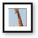 Giraffe Tongue Framed Print