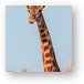 Giraffe Tongue Metal Print