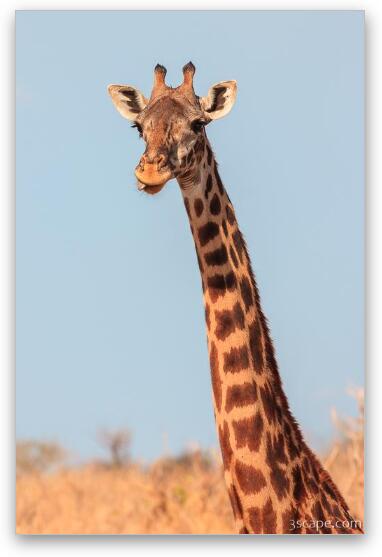 Giraffe Tongue Fine Art Print