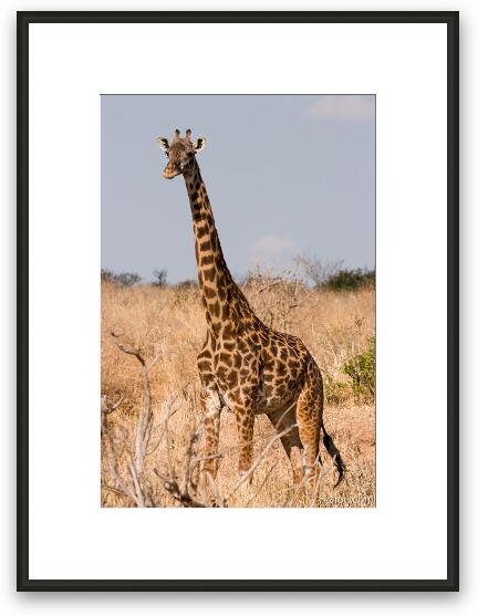 Masai Giraffe Framed Fine Art Print