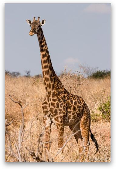 Masai Giraffe Fine Art Metal Print