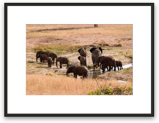 Elephants drinking what little water is left Framed Fine Art Print