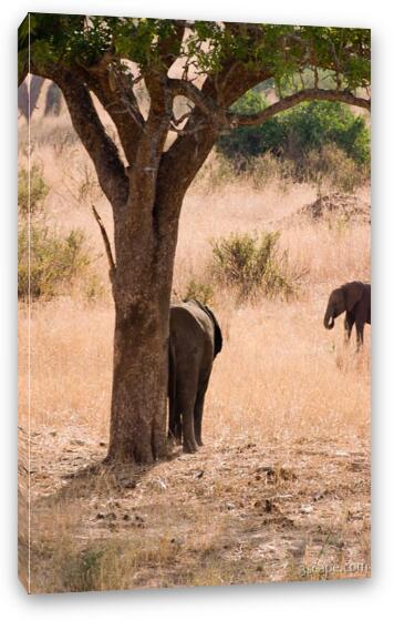 Elephant scratching its rear on a tree Fine Art Canvas Print
