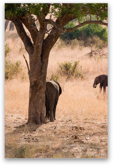 Elephant scratching its rear on a tree Fine Art Metal Print
