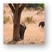 Elephant scratching its rear on a tree Metal Print