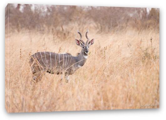 A very rare Kudu - our driver has not seen one of these in 10 years Fine Art Canvas Print