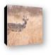 A very rare Kudu - our driver has not seen one of these in 10 years Canvas Print