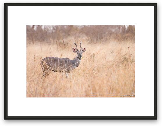 A very rare Kudu - our driver has not seen one of these in 10 years Framed Fine Art Print