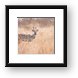 A very rare Kudu - our driver has not seen one of these in 10 years Framed Print