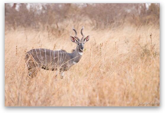 A very rare Kudu - our driver has not seen one of these in 10 years Fine Art Metal Print