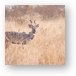 A very rare Kudu - our driver has not seen one of these in 10 years Metal Print
