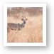 A very rare Kudu - our driver has not seen one of these in 10 years Art Print