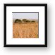 Tarangire landscape Framed Print