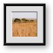 Buy Framed Print