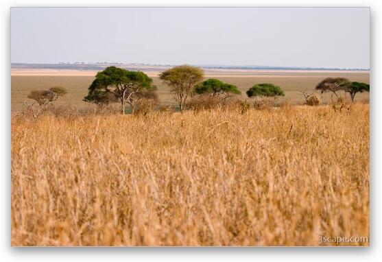 Tarangire landscape Fine Art Metal Print