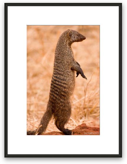 Alert Mongoose Framed Fine Art Print
