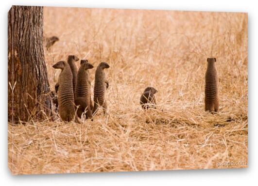 A group of banded mongoose all popped up at the same time to check things out Fine Art Canvas Print