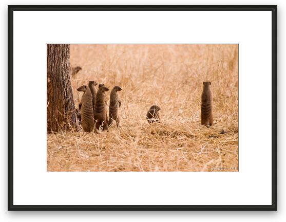 A group of banded mongoose all popped up at the same time to check things out Framed Fine Art Print