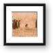A group of banded mongoose all popped up at the same time to check things out Framed Print