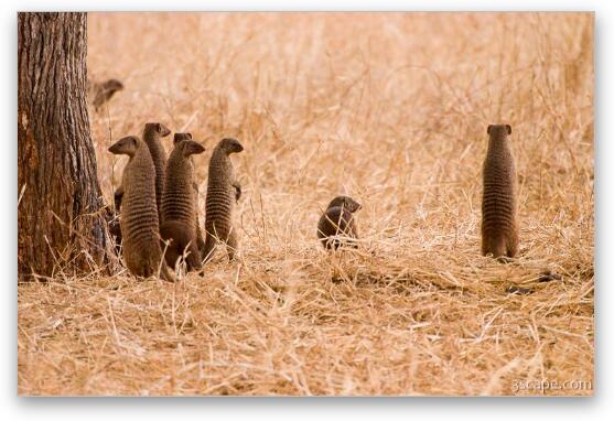 A group of banded mongoose all popped up at the same time to check things out Fine Art Metal Print