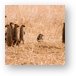 A group of banded mongoose all popped up at the same time to check things out Metal Print