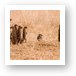 A group of banded mongoose all popped up at the same time to check things out Art Print