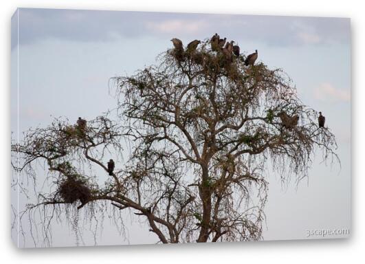Group of vultures waiting for their turn to feast Fine Art Canvas Print